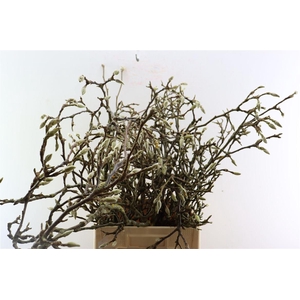 Magnolia Grandiflora Grillig 60cm