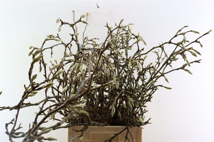 <h4>Magnolia Grandiflora Grillig 60cm P Stem X25</h4>