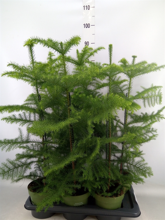 <h4>Araucaria heterophylla</h4>