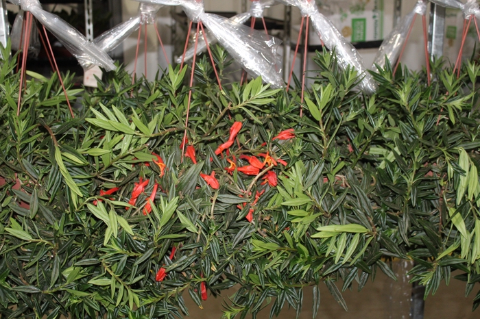 <h4>AESCHYNANTHUS C21</h4>