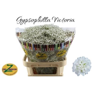 GYPS PA WHI VICTORIA
