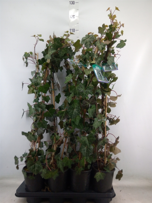 <h4>Hedera hibernica</h4>