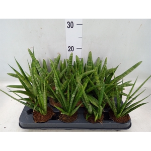 Sansevieria cyl.  ...