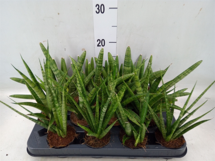 <h4>Sansevieria cyl.  ...</h4>