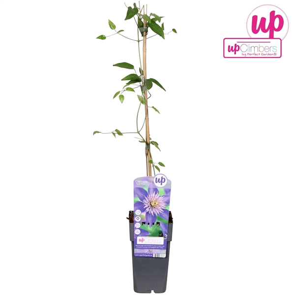 <h4>Clematis Multi Blue P15</h4>