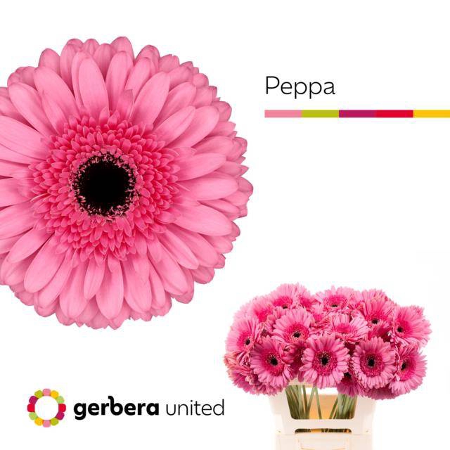 <h4>GE GR PEPPA</h4>