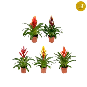 Vriesea Sensation 5 soorten Gemengd (Met Hoes)