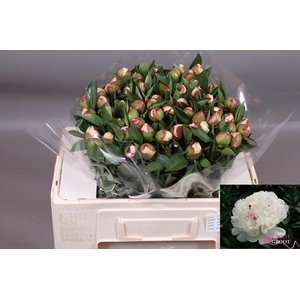 PAEO L FESTIV MAXIMA