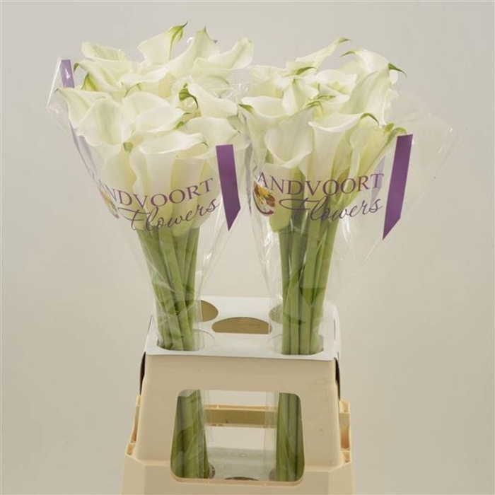 <h4>CALLA   'WHITE MAMBO'</h4>