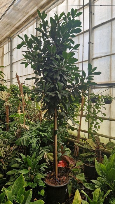 <h4>Ficus cyathistipula</h4>