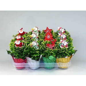 Selaginella Martensii Jori