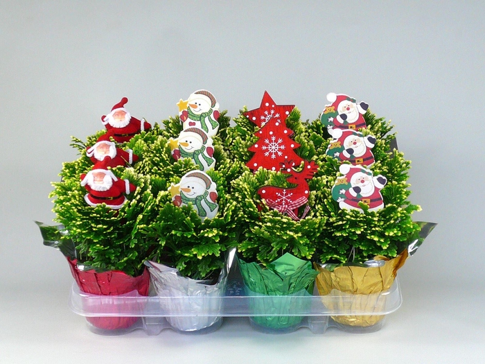 <h4>Selaginella Martensii Jori</h4>