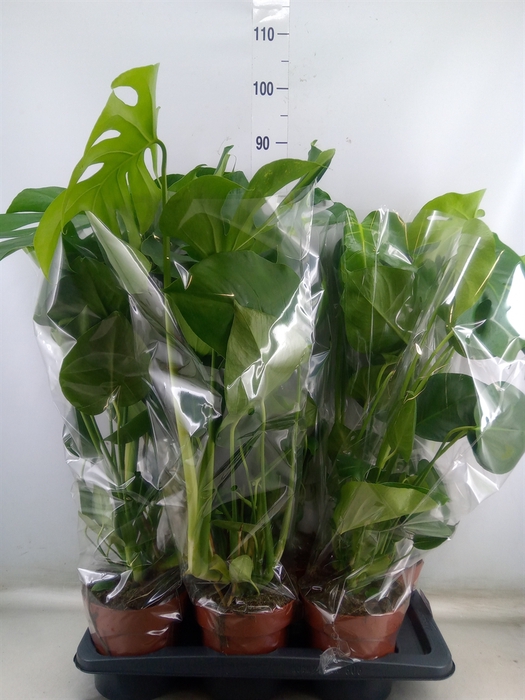 <h4>Monstera delic.</h4>