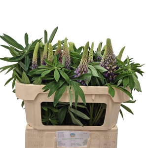 Lupinus