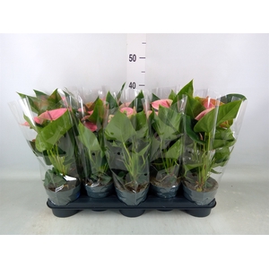 Anthurium  'Karma Pink'