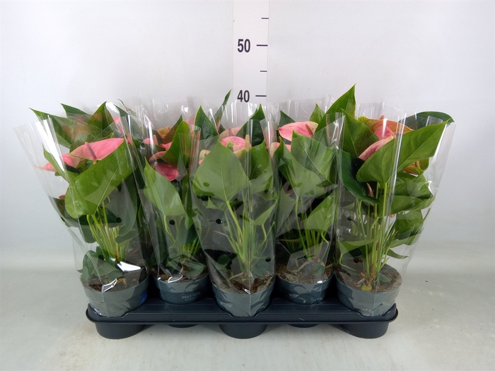 <h4>Anthurium  'Karma Pink'</h4>