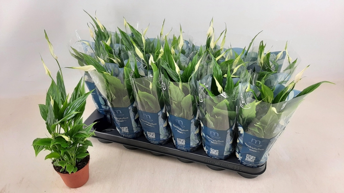 <h4>SPATH CHOPIN</h4>