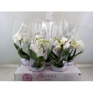 Phalaenopsis   ...white