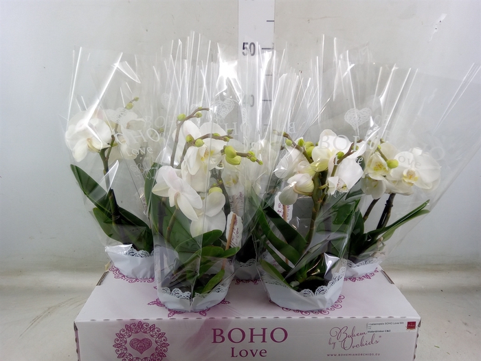 <h4>Phalaenopsis   ...white</h4>