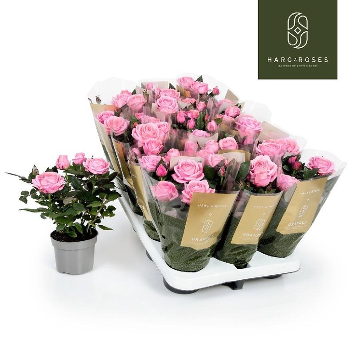 <h4>Rosa Kordana rose Grande Adele - 4795</h4>