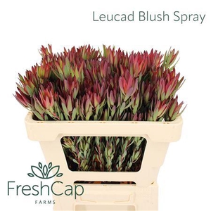 Leucad Blush Spray