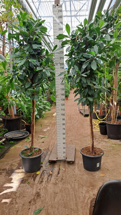 <h4>Ficus cyathistipula</h4>