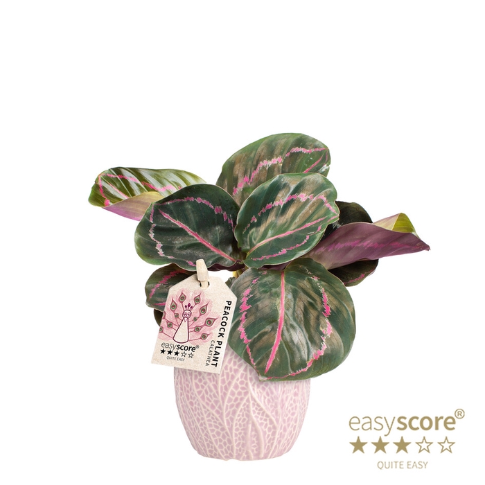 <h4>CALATHEA SPECIES ILLUSTRIS P7 LEAF</h4>