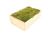 <h4>PLATMOS HOUTEN KIST MINI</h4>