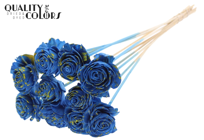 Shola Beauty Rose 6cm on stem Splashed Blue/Yellow