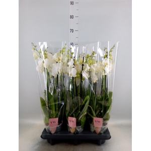 Phalaenopsis  'Ant Inverness'