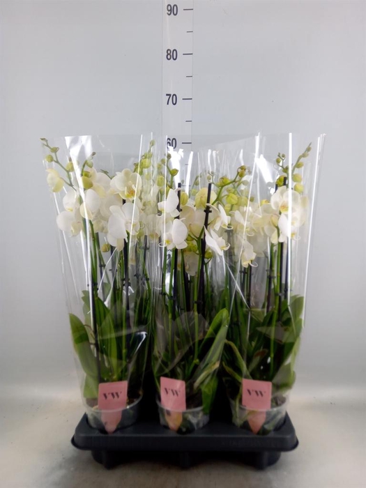 <h4>Phalaenopsis  'Ant Inverness'</h4>