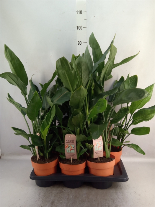 <h4>Strelitzia reg.   ...no flowers</h4>