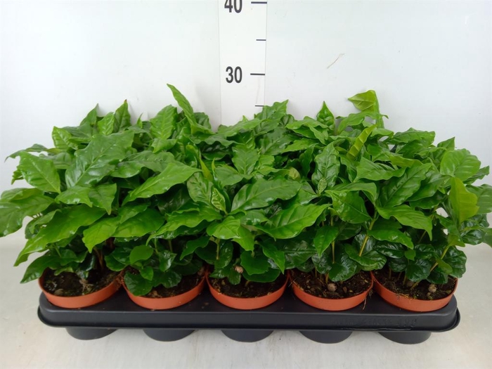 <h4>Coffea arabica</h4>