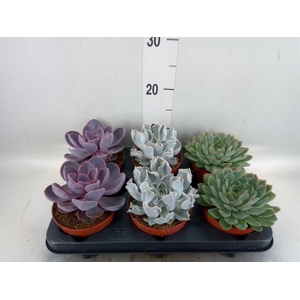 Echeveria ...mix