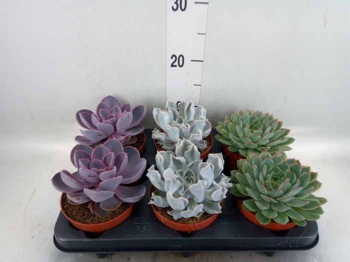 <h4>Echeveria   ...mix</h4>