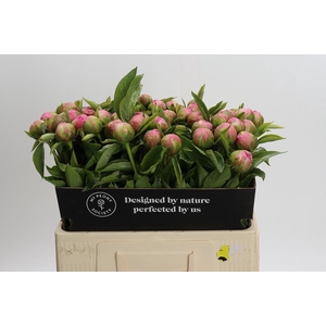 Paeonia Early Flamingo