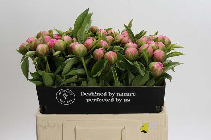 <h4>Paeonia Early Flamingo</h4>