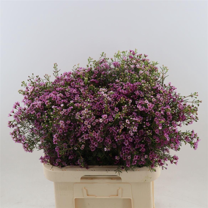 <h4>Chamelaucium Jupiter</h4>