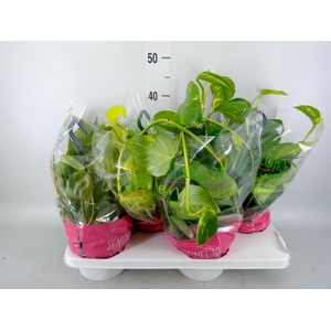 Epipremnum pinn.   HG  ...mix