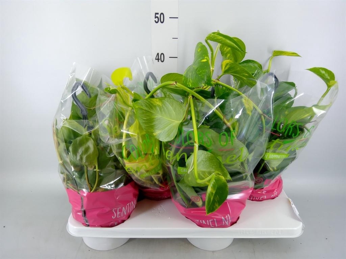 <h4>Epipremnum pinn.   HG  ...mix</h4>