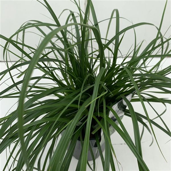 Carex 'Evergreen'