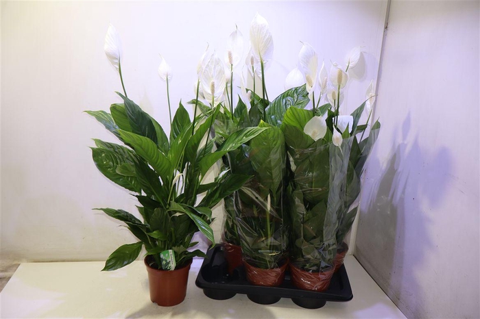<h4>Spath Verdi</h4>
