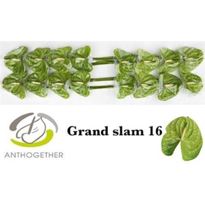 ANTH A GRAND SLAM X16