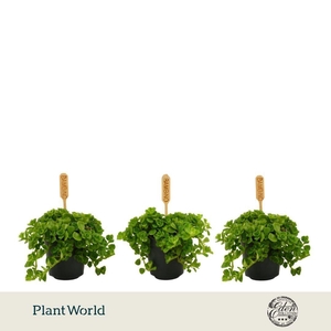 Pilea Depressa 5,5cm