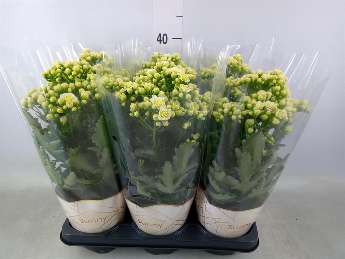 <h4>Kalanchoe 'Sunny White'</h4>