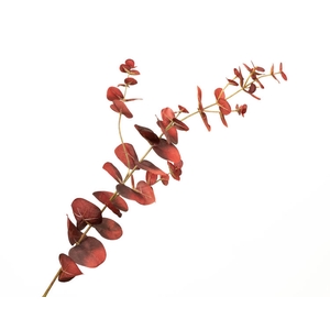 Eucalyptus Cinerea Red