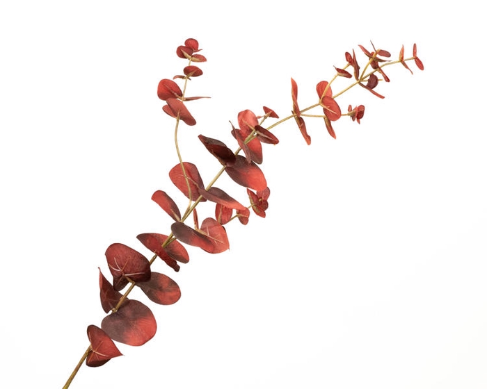 <h4>Eucalyptus Cinerea Red</h4>