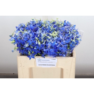 Delphinium EN 'Volkerfrieden'
