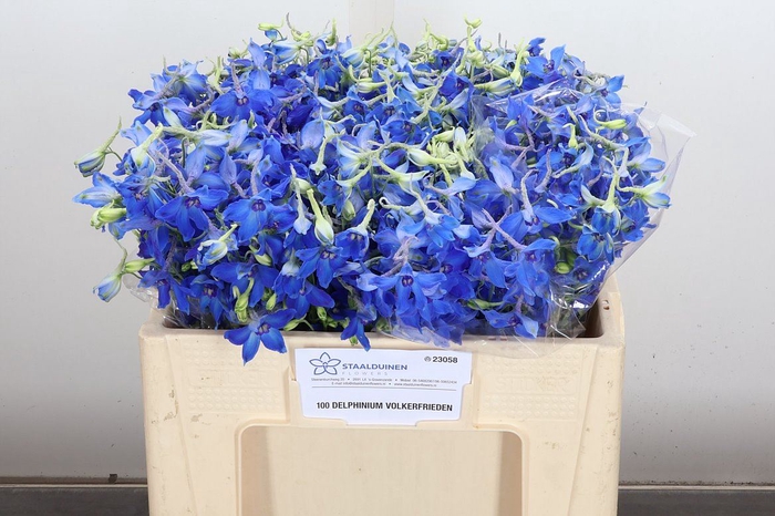 <h4>Delphinium EN 'Volkerfrieden'</h4>