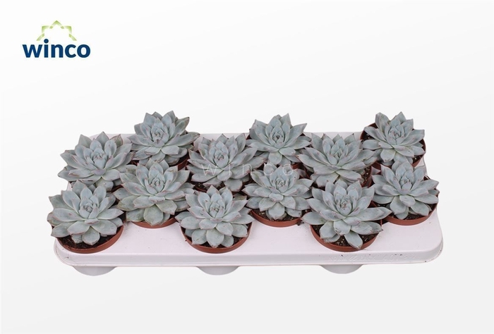 Echeveria Blue bird